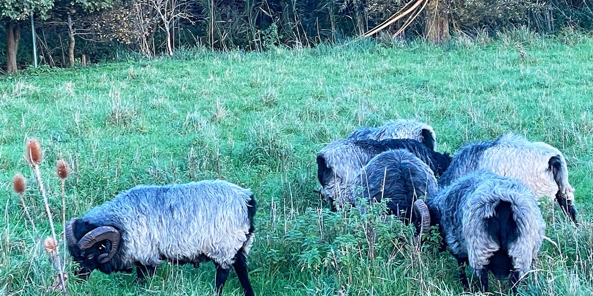 singularitaet-coma_handgefertigte-Einzelstuecke_Schafe_Wolle_1