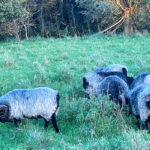 singularitaet-coma_handgefertigte-Einzelstuecke_Schafe_Wolle_1