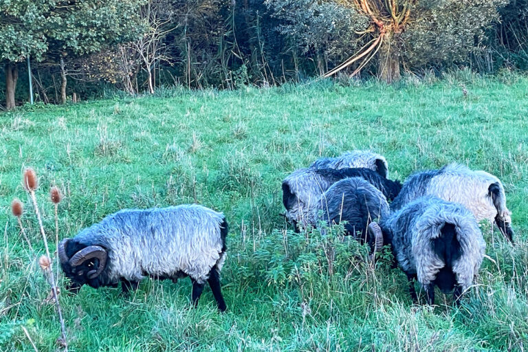 singularitaet-coma_handgefertigte-Einzelstuecke_Schafe_Wolle_1